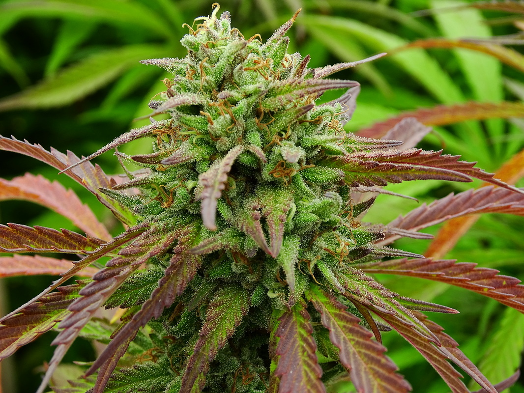 Genetic dominance found in excellent feminized strain Panama Red